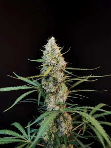 Cogollo resinoso de Jack Herer Auto, cannabis autofloreciente.