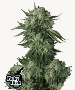 Cogollo de Moby Dick Auto, semillas de cannabis autoflorecientes.
