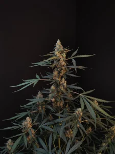Cogollo resinoso de Northern Lights Auto, cannabis autofloreciente.