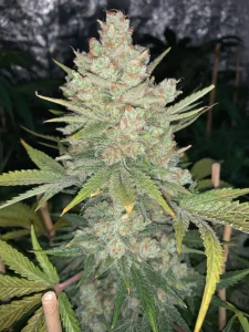 Cogollo resinoso de OG Kush Auto, cannabis autofloreciente.