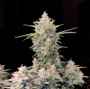 Cogollo resinoso de Skunk Auto, cannabis autofloreciente.