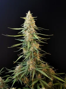 Cogollo de Sour Diesel Auto, semillas de cannabis autoflorecientes de aroma diésel.
