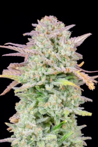 Cogollo de la variedad Trainwreck Auto, semillas de cannabis autoflorecientes.