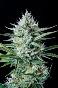 Cogollo resinoso de Original White Widow Auto, cannabis autofloreciente.