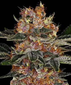 Cogollo resinoso de Purple Punch Auto de Barney's Farm, cannabis autofloreciente.