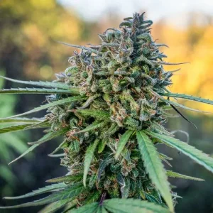 Cogollo resinoso de Pamir Gold, variedad de cannabis.