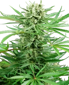 Cogollo de Papi Chulo OG de Sensi Seeds, variedad OG de cannabis.
