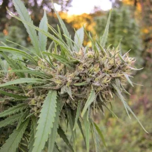 Cogollo de Passion #1, variedad clásica de cannabis.