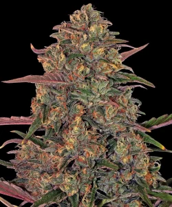 Cogollo resinoso de Pineapple Chunk de Barney's Farm, variedad de cannabis.