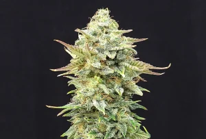 Cogollo de Pineapple Dream de Kannabia, variedad de cannabis de aroma a piña.