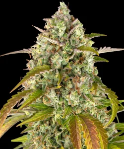 Cogollo resinoso de Pineapple Express Auto de Barney's Farm, cannabis autofloreciente.