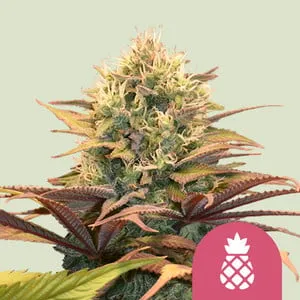 Cogollo de Pineapple Kush de Royal Queen Seeds, variedad de cannabis de aroma a piña.