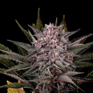 Cogollos escarchados de Pink Gelato de Kannabia, variedad de cannabis.