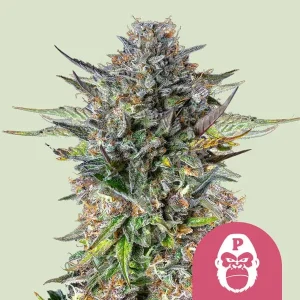 Cogollo de Pink Gorilla de Royal Queen Seeds, variedad de cannabis.