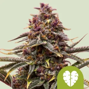 Cogollo de Pink Mist Auto de Royal Queen Seeds, cannabis autofloreciente.