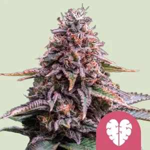 Cogollo de Pink Mist de Royal Queen Seeds, variedad de cannabis.