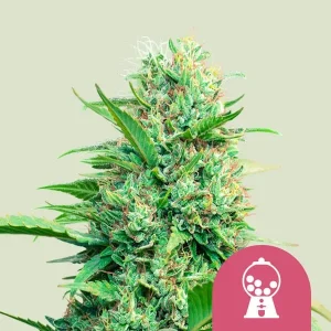 Planta de Pink Runtz de Royal Queen Seeds en floración, variedad de cannabis.