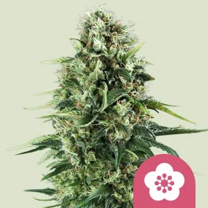 Cogollo resinoso de Power Flower de Royal Queen Seeds, variedad de cannabis.