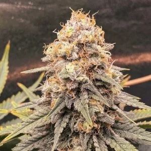 Cogollo de Power Plant, variedad sativa clásica de cannabis.