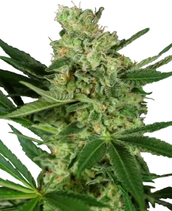 Cogollo de Pumpkin Spice de Sensi Seeds, variedad de cannabis.