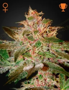 Cogollo de Pure Kush de Green House, variedad índica de cannabis.
