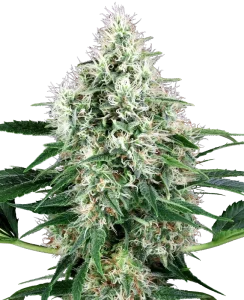Cogollo de Pure Power Plant Auto de Sensi Seeds, cannabis autofloreciente.