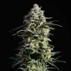 Cogollo de Pure Skunk Go Fast, variedad Skunk clásica de cannabis.