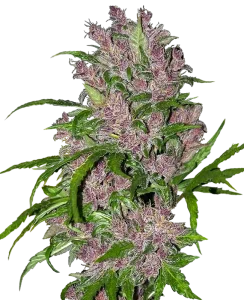 Cogollo de Purple Bud Auto de Sensi Seeds, cannabis autofloreciente.