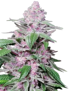 Cogollo de Purple Cookie Kush de Sensi Seeds, variedad de cannabis.