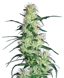 Cogollo de Purple Haze de Sensi Seeds, variedad sativa de cannabis.