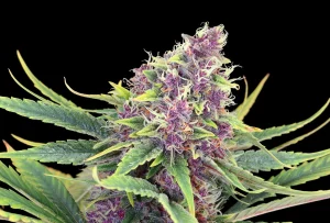 Cogollo de Purple Kush de Kannabia, variedad índica de cannabis de tonos púrpura.