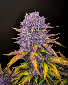 Cogollo resinoso de Purple Lemonade Auto de Fast Buds, cannabis autofloreciente.