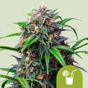 Cogollo resinoso de Purple Lemonade Auto de Royal Queen Seeds, cannabis autofloreciente.