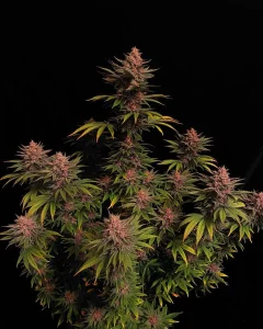 Cogollo resinoso de Purple Lemonade FF de Fast Buds, variedad de cannabis.