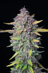 Cogollo resinoso de Purple Punch Auto de Fast Buds, cannabis autofloreciente.
