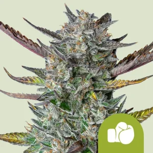 Cogollo resinoso de Purple Punch Auto de Royal Queen Seeds, cannabis autofloreciente.