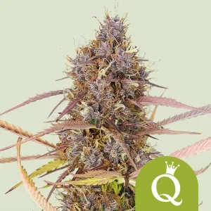 Cogollo púrpura de Purple Queen Auto de Royal Queen Seeds, cannabis autofloreciente.