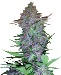 Cogollo de Purple Skunk Automatic de Sensi Seeds, cannabis autofloreciente.