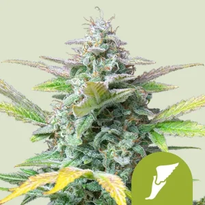 Cogollo resinoso de Quick One Auto de Royal Queen Seeds, cannabis autofloreciente.