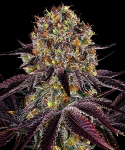 Cogollo resinoso de Runtz x Layer Cake de Barney's Farm, variedad de cannabis.