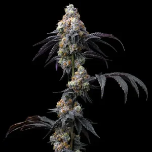 Cogollo de Rainbow Sherbet, variedad de cannabis.