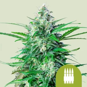 Cogollo resinoso de Royal AK Auto de Royal Queen Seeds, cannabis autofloreciente.