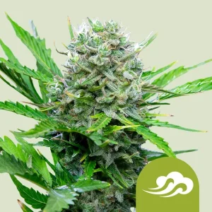 Cogollo resinoso de Royal Bluematic Auto de Royal Queen Seeds, cannabis autofloreciente.
