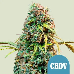 Cogollo resinoso de Royal CBDV Auto de Royal Queen Seeds, cannabis autofloreciente.