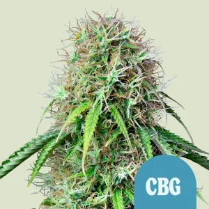 Cogollo resinoso de Royal CBG Auto de Royal Queen Seeds, cannabis autofloreciente.