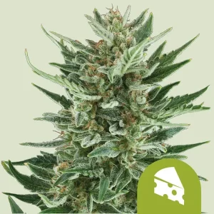 Cogollo resinoso de Royal Cheese Auto de Royal Queen Seeds, cannabis autofloreciente.