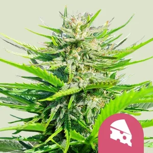 Cogollo resinoso de Royal Cheese Fast de Royal Queen Seeds, variedad de cannabis.