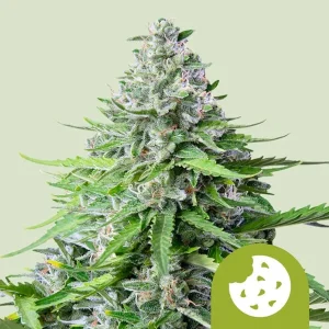 Cogollo resinoso de Royal Cookies Auto de Royal Queen Seeds, cannabis autofloreciente.