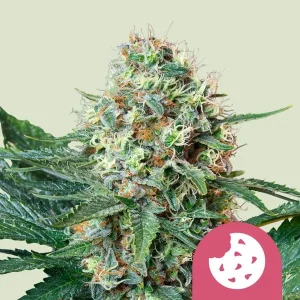 Cogollo resinoso de Royal Cookies de Royal Queen Seeds, variedad de cannabis.