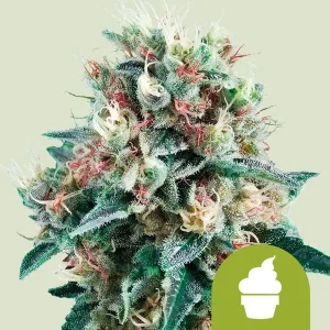 Cogollo de Royal Creamatic Auto de Royal Queen Seeds, cannabis autofloreciente.